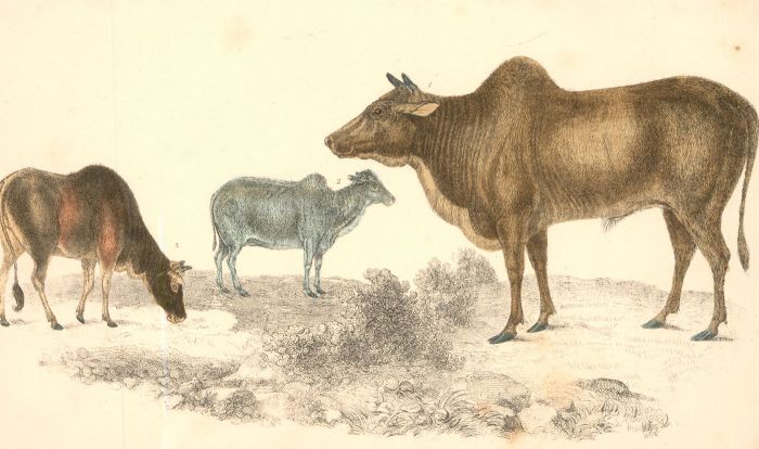 Early 20th Century Lithograph - Zebu Cows